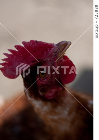 鶏の顔アップの写真素材 7259