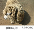 ふれあい牧場のひつじ　横向き 726060