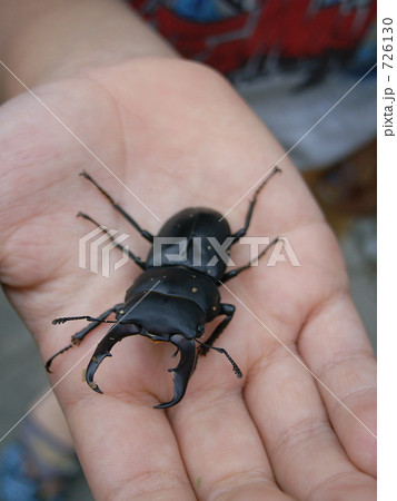 コクワガタの成虫 726130
