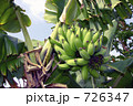 バナナツリー 726347