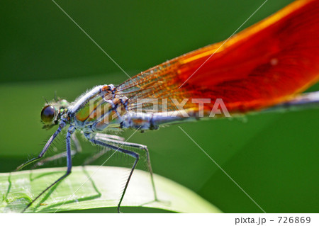 アサヒナカワトンボ2 726869