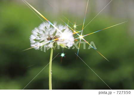 タンポポの綿毛 タンポポの綿毛 727350