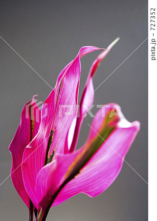 レッドエッジ レッドエッジ 727352