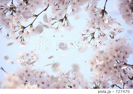 桜吹雪 727470