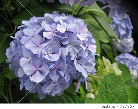 アジサイ 紫陽花 大きいの写真素材