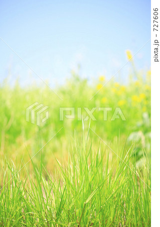 菜の花 727606