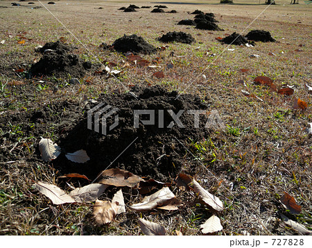 野原のモグラ塚 野原のモグラ塚 727828