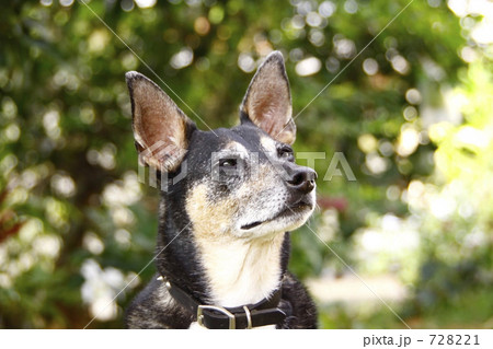 やさしい目 やさしい目 728221