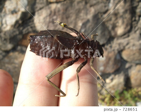 コオニヤンマのヤゴ 728651