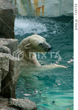気持ち良さそうに泳ぐホッキョクグマ 728759