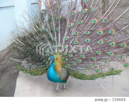 孔雀 729005
