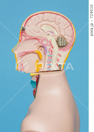 人体模型 729010