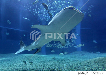 ジンベエザメ ジンベエザメ 729027