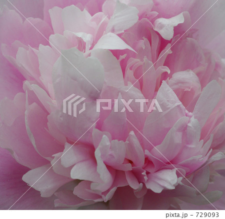 シャクヤクの花 729093