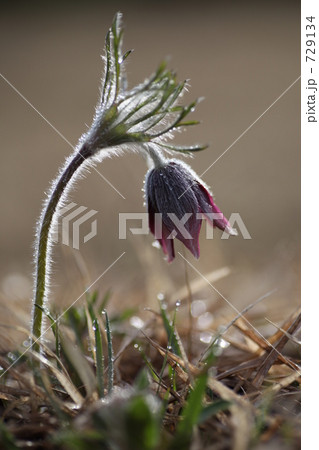 翁草 翁草 729134