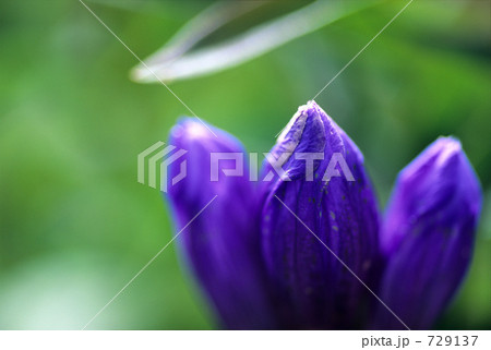 紫の三姉妹 729137