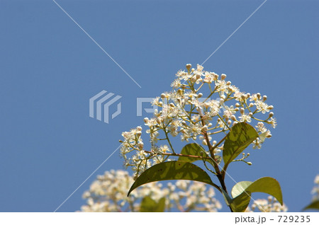 カナメモチの花 カナメモチの花 729235