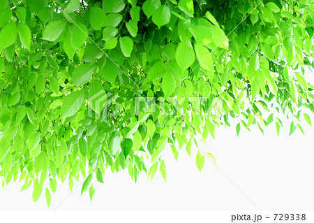 緑の木漏れ日の背景素材の写真素材