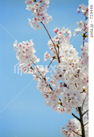 満開の桜 満開の桜 729446