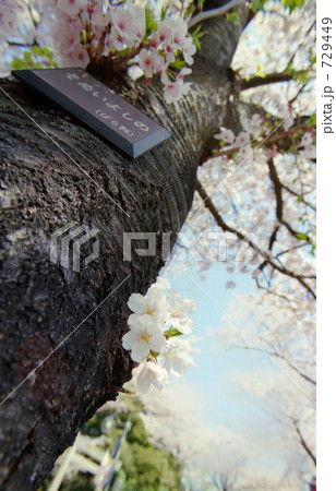 満開の桜 満開の桜 729449