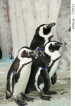 三匹のペンギン 729522