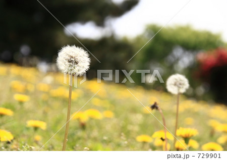 わたぼうし 729901