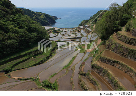 浜野浦の棚田 729923