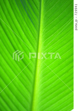 芭蕉の葉 729941