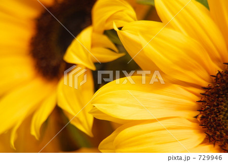 ヒマワリ 729946