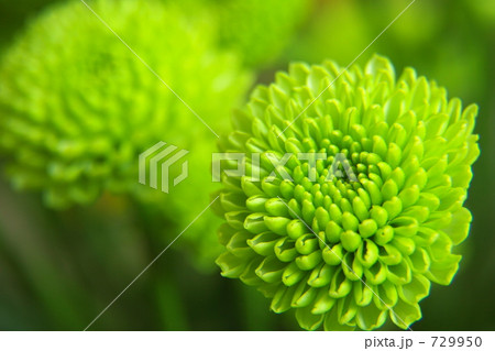 グリーンピンポン菊 729950