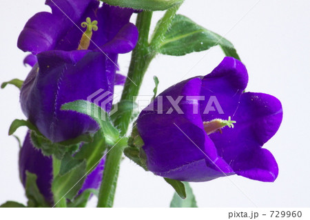 カンパニュラ 729960