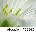 セラスチウム 729983