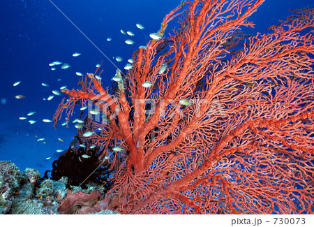 h-ak044 h-ak044 730073