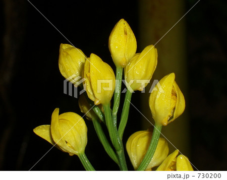 金蘭 金蘭 730200