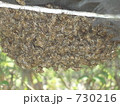 日本蜜蜂分蜂 730216