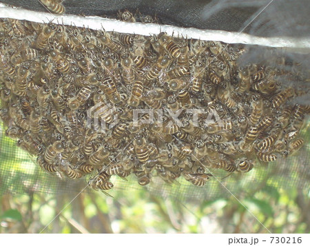 日本蜜蜂分蜂 730216