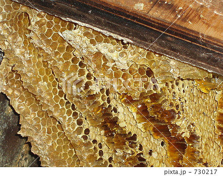 日本蜜蜂巣箱 730217