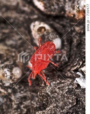 タカラダニ 730477