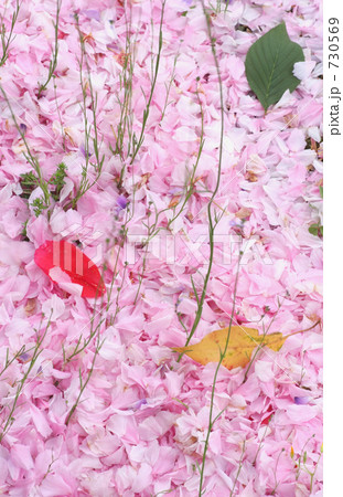 新屋長福寺　桜の絨毯 730569