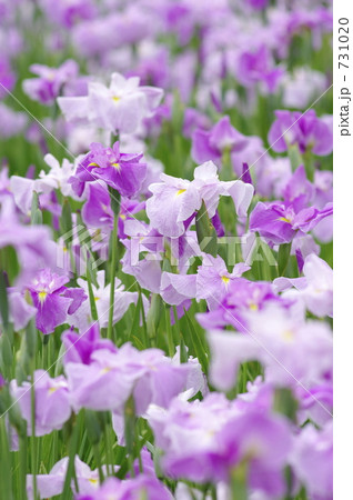 満開の花菖蒲 731020
