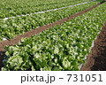 レタス畑 731051