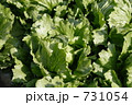 レタス 731054