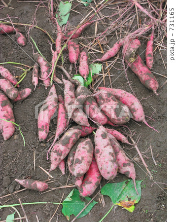 サツマイモ穫れた サツマイモ穫れた 731165