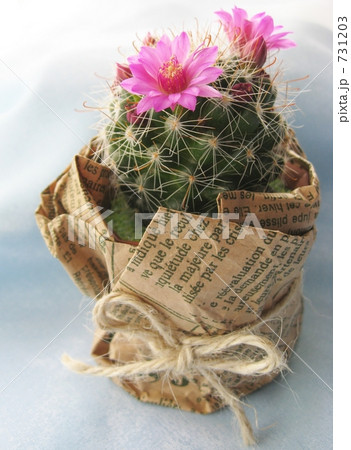 さぼてんの花 731203