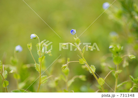 野の花（星の瞳） 731348