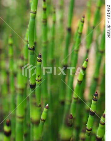 トクサは薬草 731492