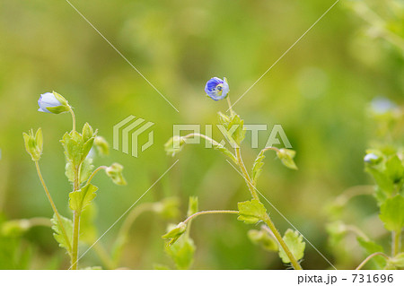 野の花（星の瞳） 731696