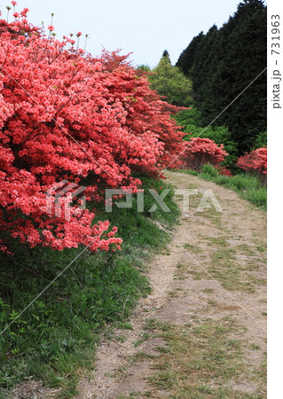 葛城山　自然つつじ園 731963