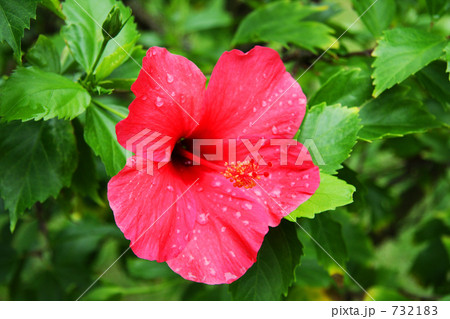 ハイビスカス 732183
