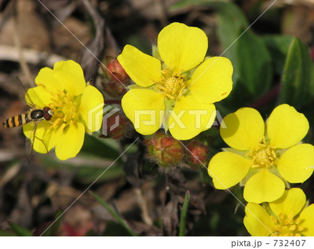 ヘビイチゴの花 732407